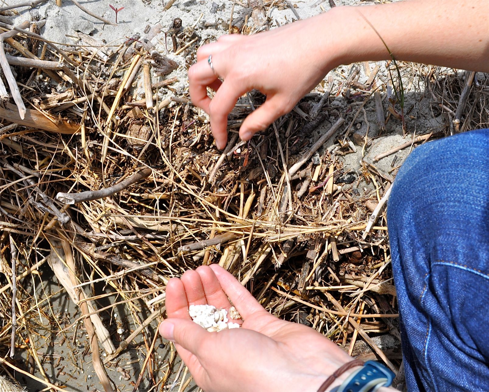 Styrofoam beads found on Morris Island